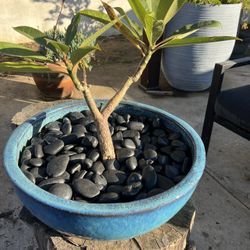 White & Yellow Plumeria