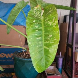 Philodendron Jose Buono 