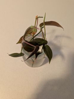 Micans cuttings