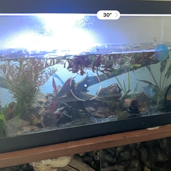 20 gal long aquarium