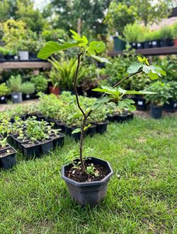 Healthy young fig tree in 1-gallon pot, ∼2 ft tall - only $50