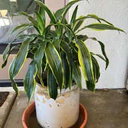 House Plant