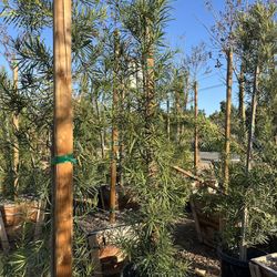 Podocarpus Yew Pine Tree 15gal 