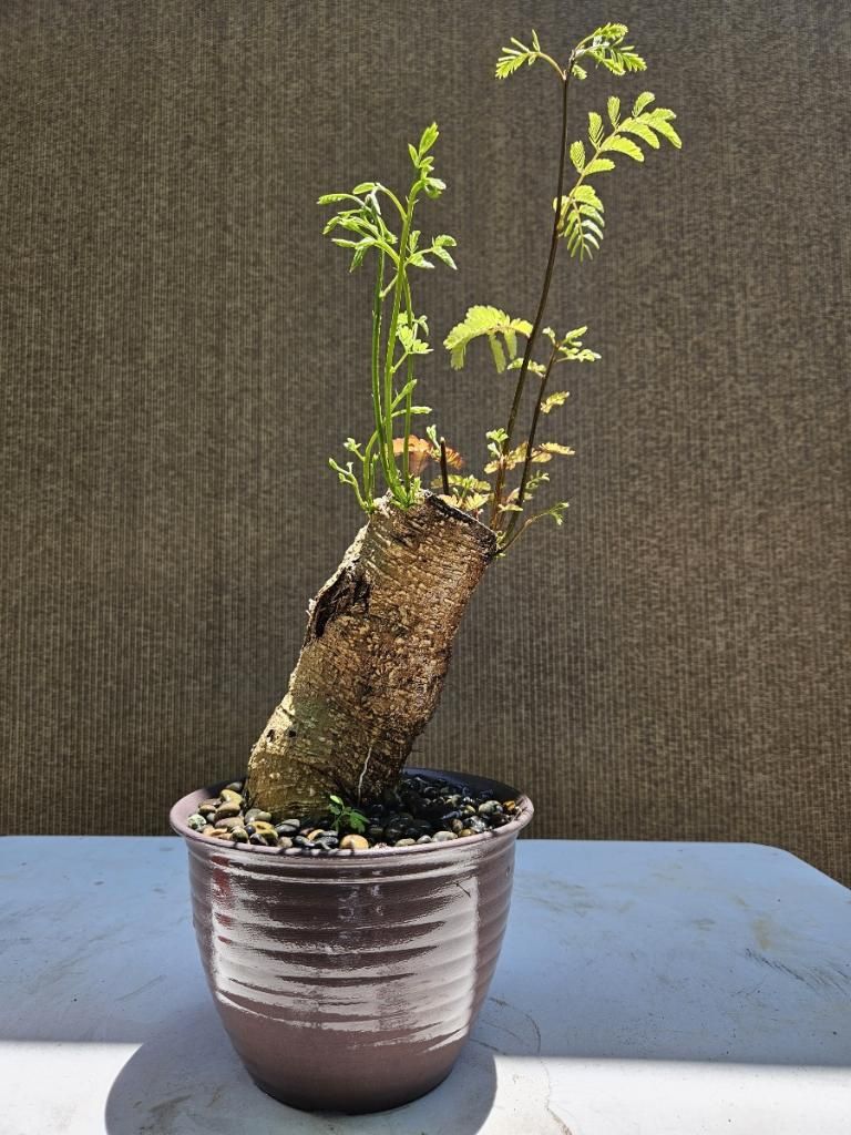 Old Mimosa Bonsai Tree