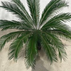 Sago Palm