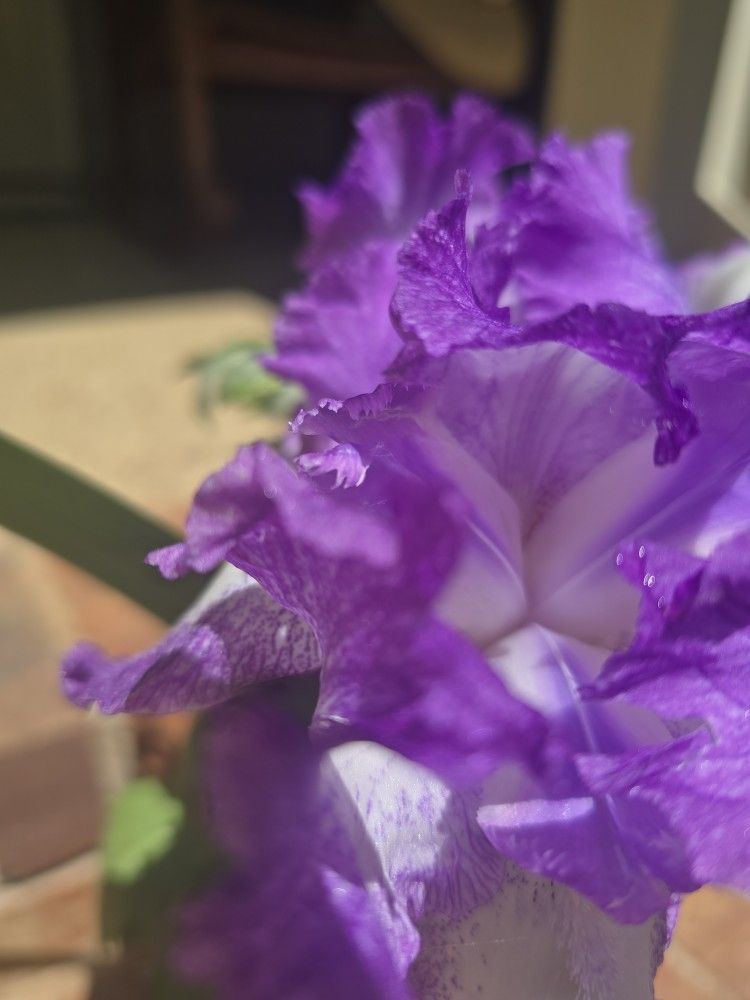 Fresh Cut Bearded IRIS Herbal Bouquet