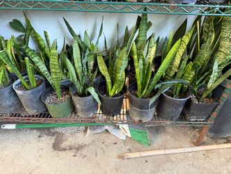 Snake plant