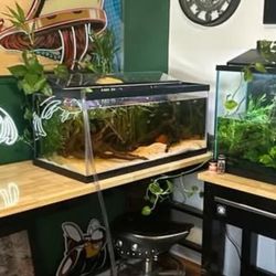 40 Gallon Breeder Aquarium 