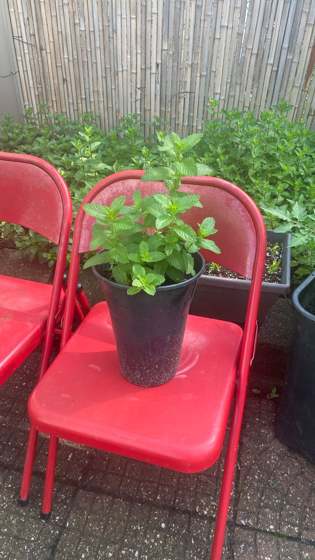 Live Plant Pepper Mints