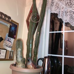 Giant Cactus 