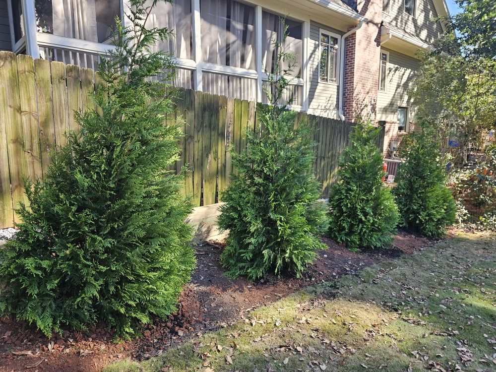 Green Giants SALE, FREE DELIVERY & PLANTING