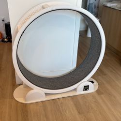 Cat Running Wheel