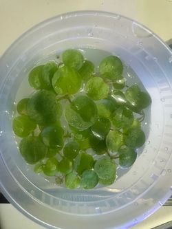 Amazon Frogbit floating aquatic plant