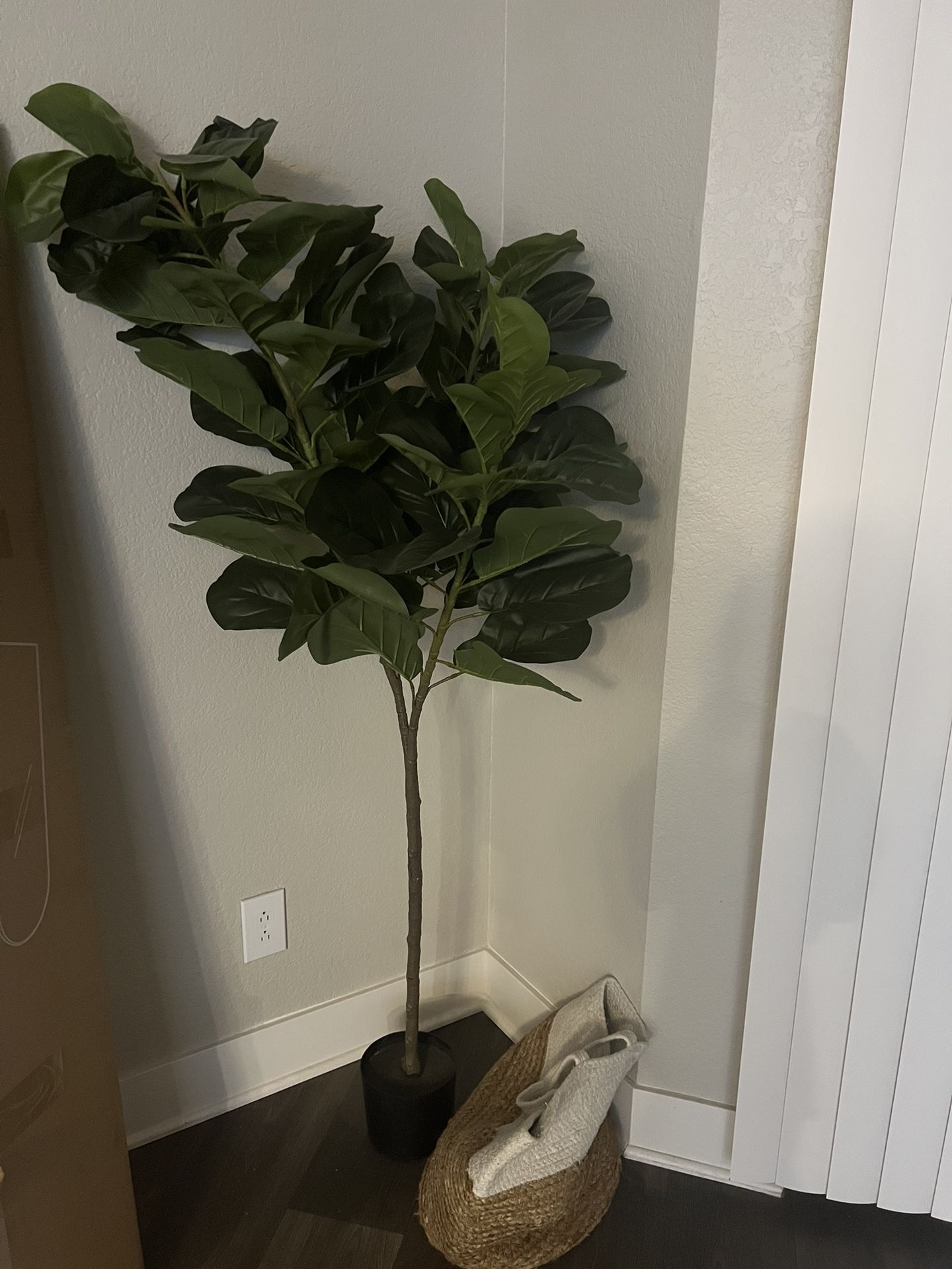 Tall Plant