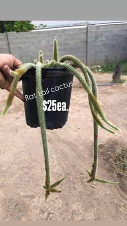 Rat tail cactus vining/vine growth habit