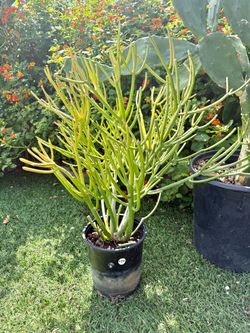 Firestick in 1 gallon pot