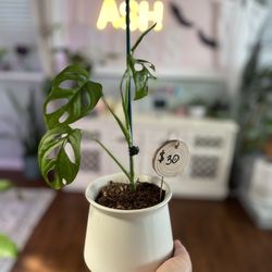 Swiss Cheese Monstera