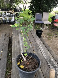 GUAMUCHIL  Propagated  From Mother Tree 