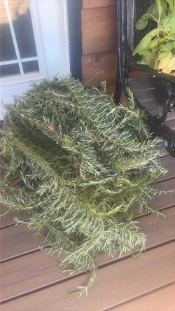 free fresh cut, rosemary!