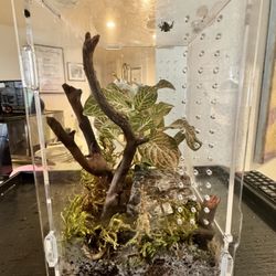 Jumping spider enclosure