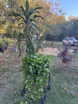 Plant