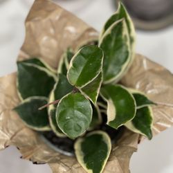 Tricolor Hoya In 4 Inches Pot