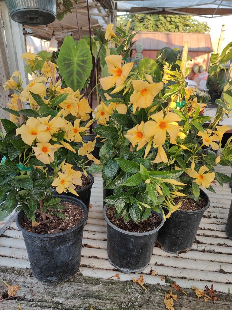 Yellow Mandeville Vine Plant