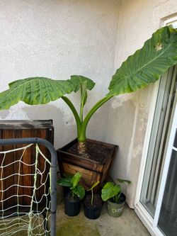 Elephant ear