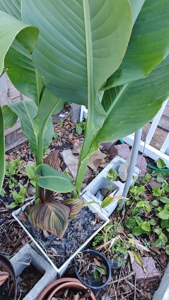 Giant Canna Lily (Red-flowering) Plants