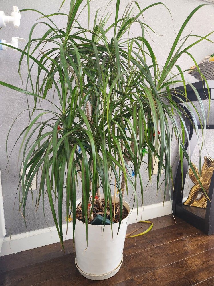 Red Edge Dracaena indoor plant