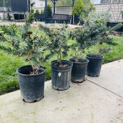 Bottle Brush Trees 5 Gal. $15 Each  2 Left 