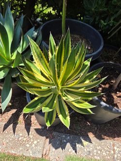 Large Agave Tri- Color Plant