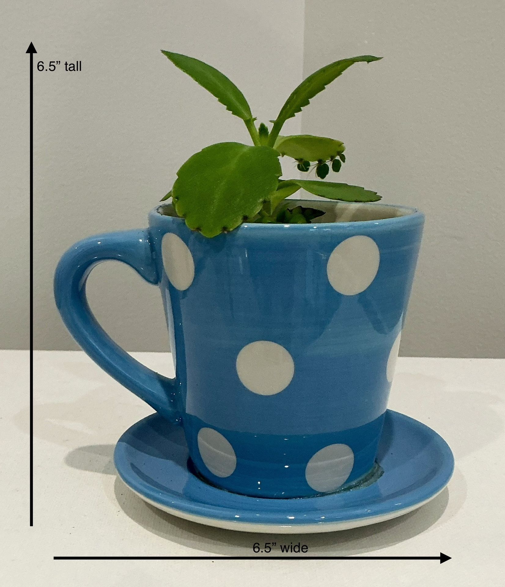 Live Mother-of-Thousands in a Light Blue Cup Planter with White Polka Dots & Attached Saucer