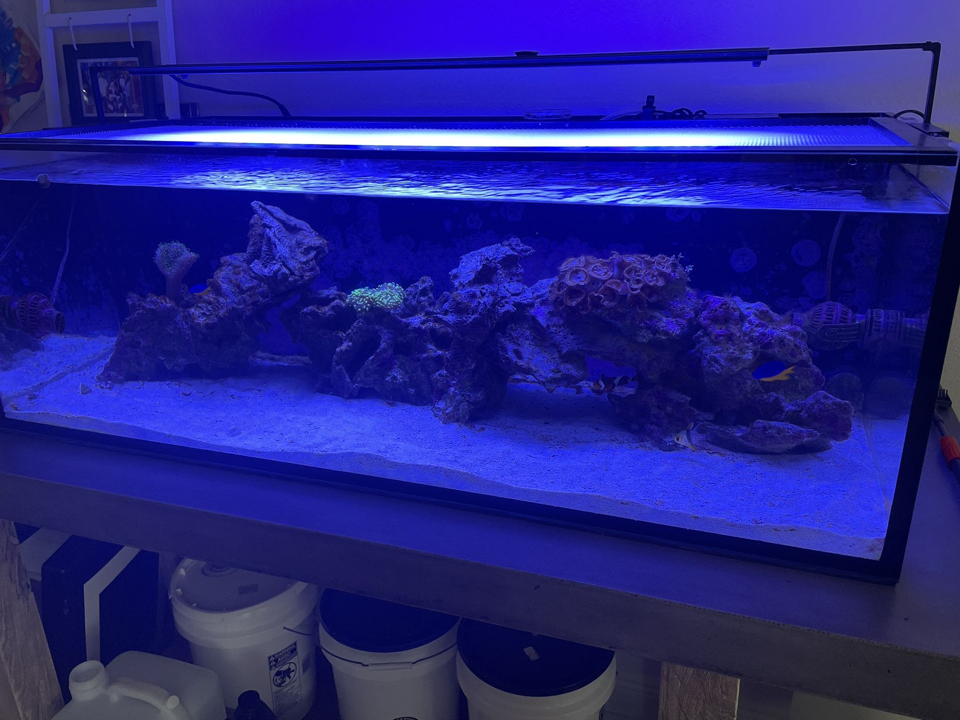80 Gallon Saltwater Fish Tank