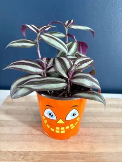 Tradescantia Zebrina Plant with Halloween Pot