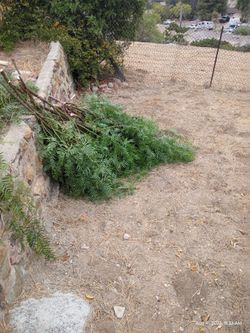 Free Brizillian Pepper Tree trimmings for your goats