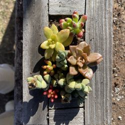 Succulents 