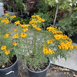 Mexican Marigold