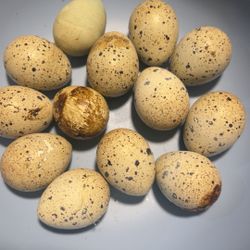 Coturnix Quail Eggs For Eating And Hatching (ask about chicks)