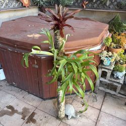 4 Foot Tall Staghorn And Bromeliad Combo
