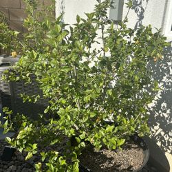 Hibiscus ( Red Flower ) 