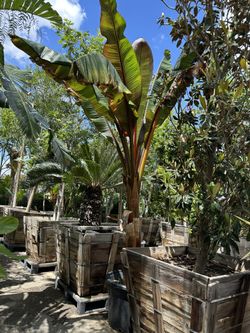 Red Leaf  Banana Tree 25gal Size 