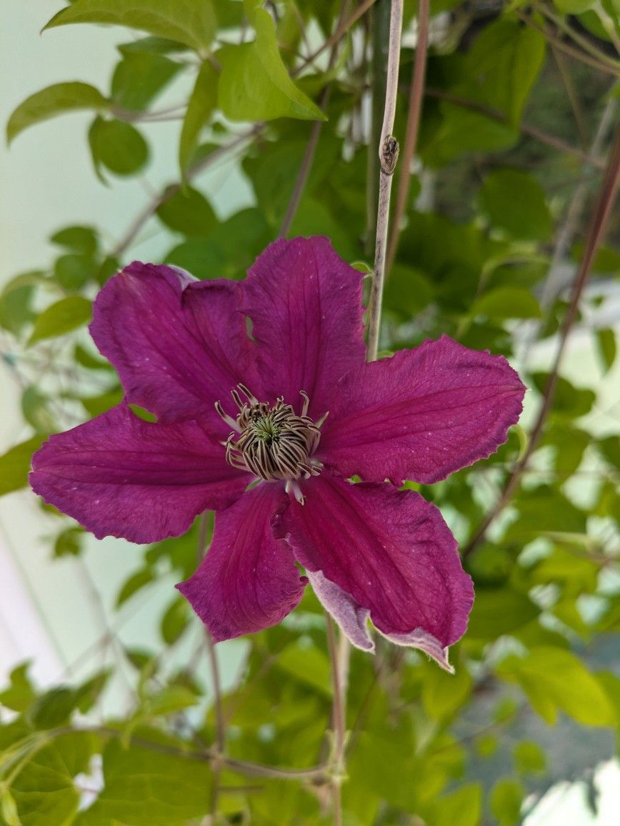 Ernest Markham Clematis 7 gallons