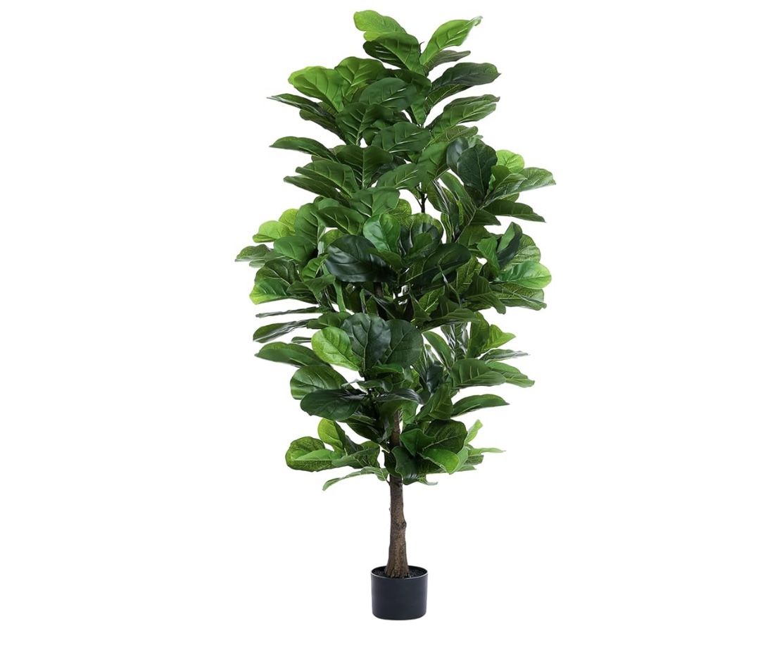Fiddle Leaf Fig Tree 6ft.