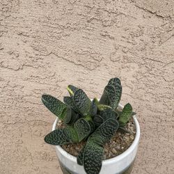 Variegated Haworthia