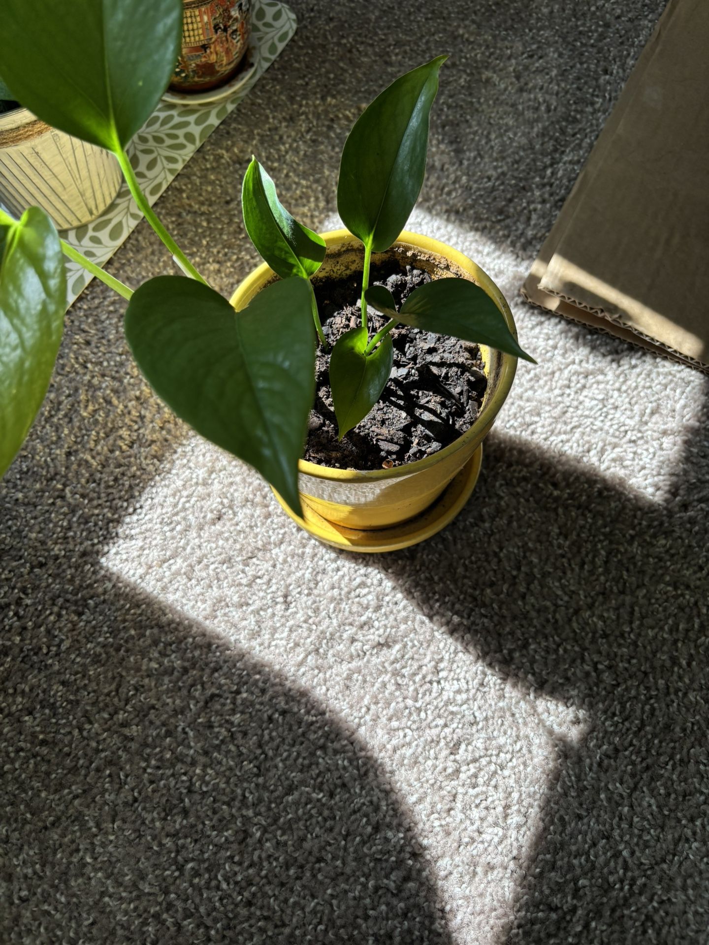 Money Plant