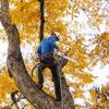 Honest Abe' Tree Service