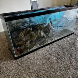 55 Gallon Aquarium