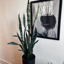 Medium Potted Snake Plant