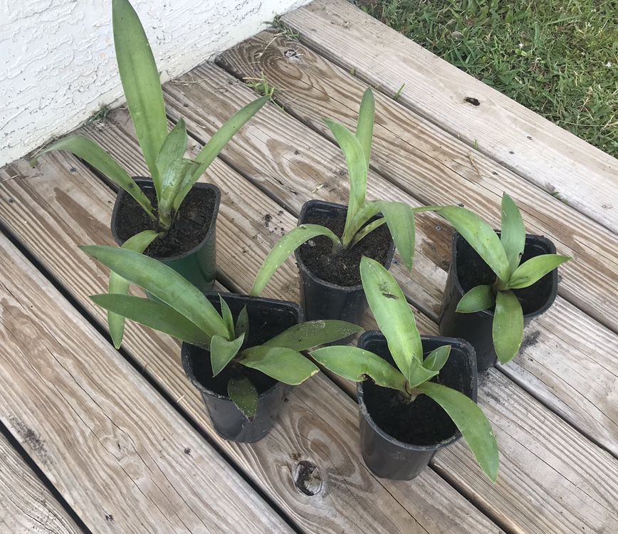 Agave Plants